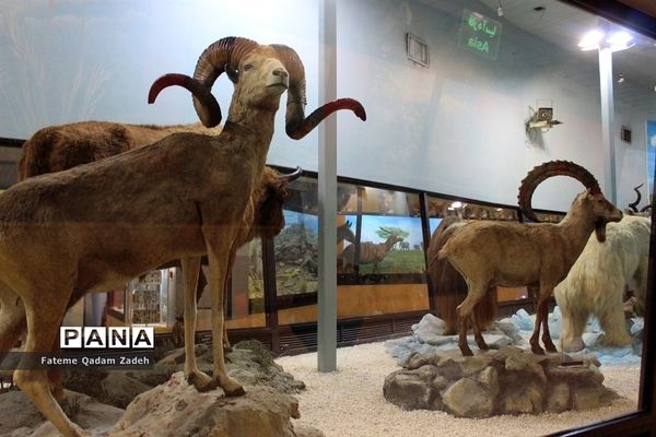 موزه حیات وحش پارک پردیسان تهران