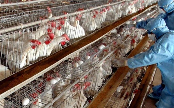 مشاهده بیماری آنفلوآنزای فوق حاد پرندگان در آذربایجان شرقی