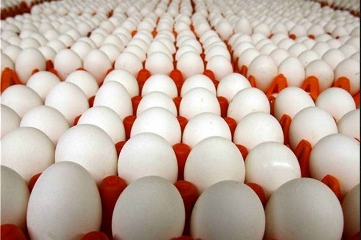 قیمت تخم‌ مرغ به ۵۸۰۰ تومان کاهش یافت
