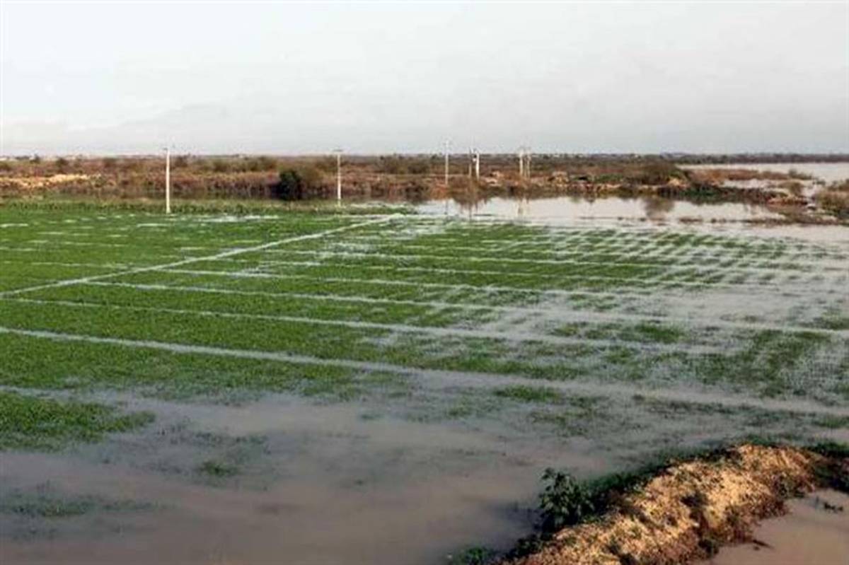 دبیرانجمن برنج: خسارت سیل به تولید برنج جدی نبوده است