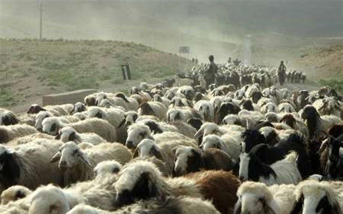 همزمان با کوچ بهاره عشایر؛ ورود دام مازاد بر پروانه بهره‌برداری به مراتع تخلف محسوب می‌شود