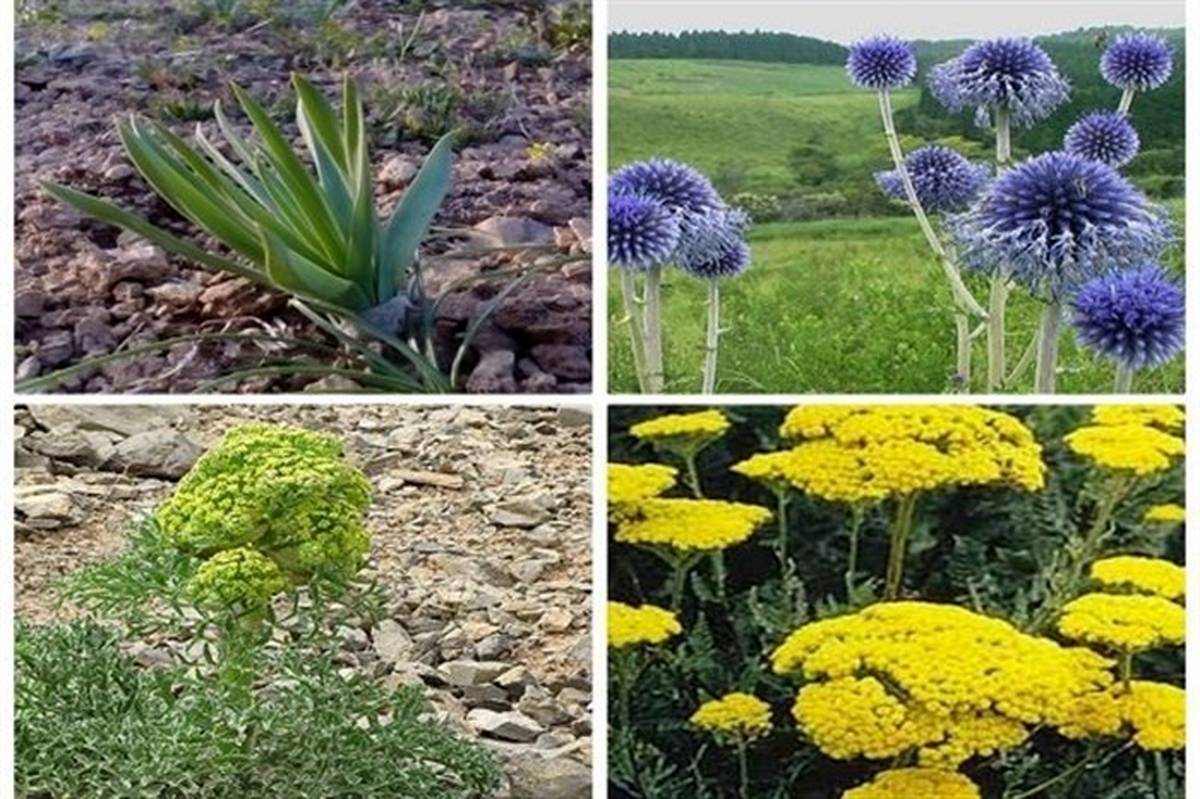 430 گونه گیاهان دارویی در استان اردبیل شناسایی شد