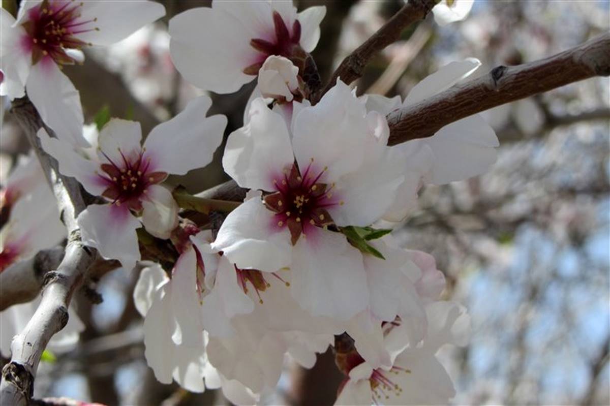 برگزاری اولین جشنواره شکوفه های بادام در شهرستان اقلید