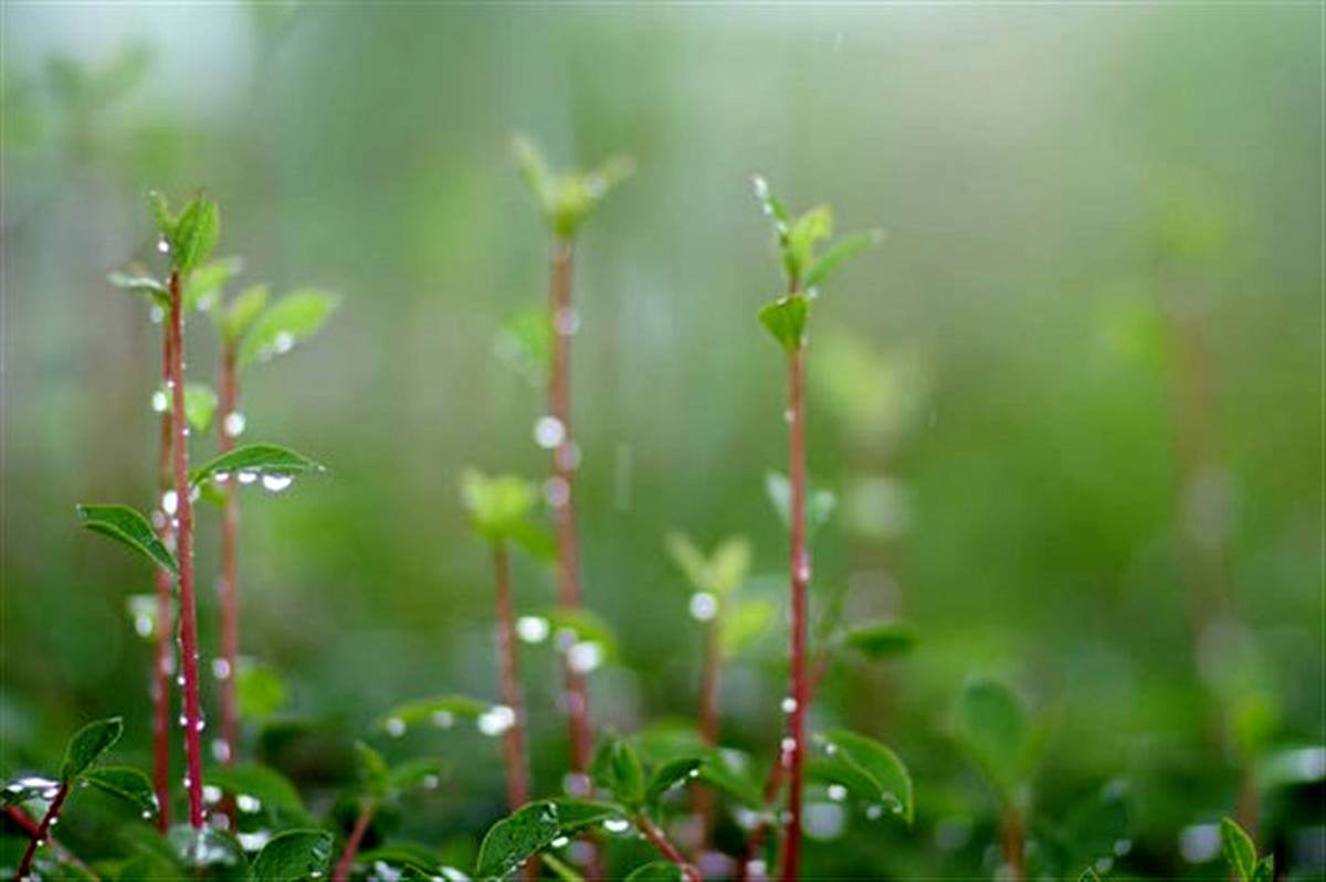 مطلوب شدن  پوشش گیاهی در پی بارندگی‌های اخیر کشور