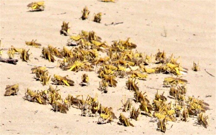 ملخ‌های صحرایی 15 هزار هکتار در سیستان و بلوچستان را آلوده کردند