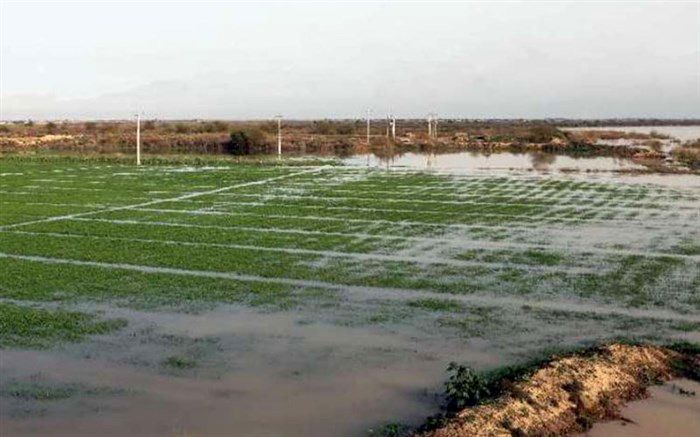مدیرکل دفتر مدیریت بحران وزارت جهاد: سیلاب ۷۶ درصد اراضی کشاورزی سیل‌زده تخلیه شد