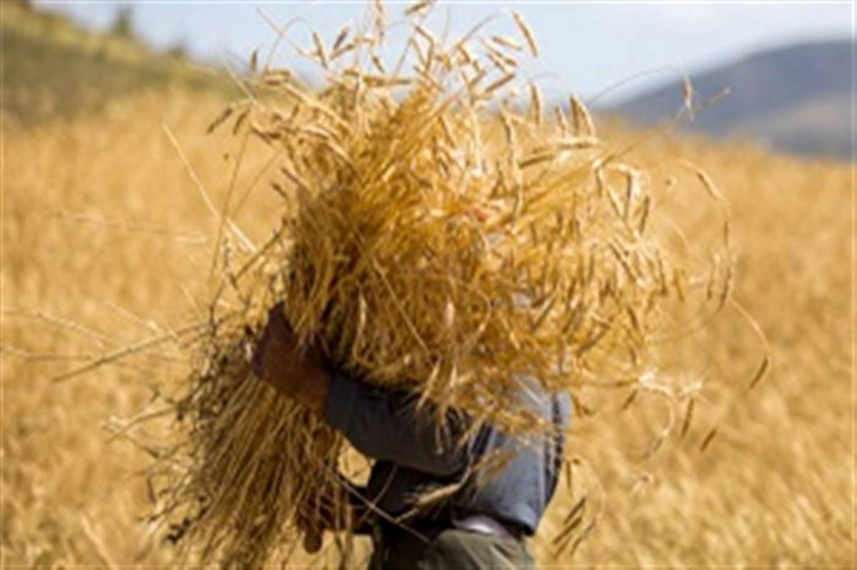تولید بیش از ۵۶۰ هزار تن گندم در استان اردبیل