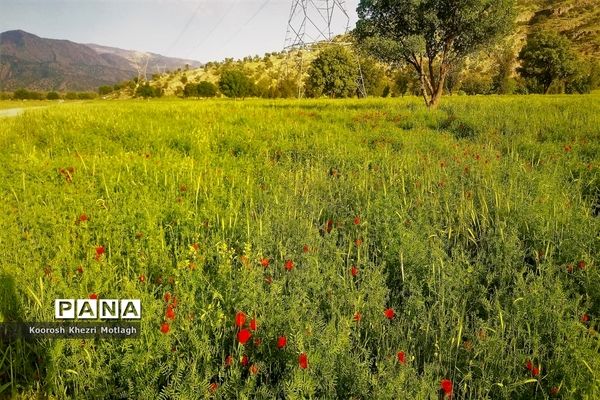 طبیعت زیبای دشت بَرم کازرون