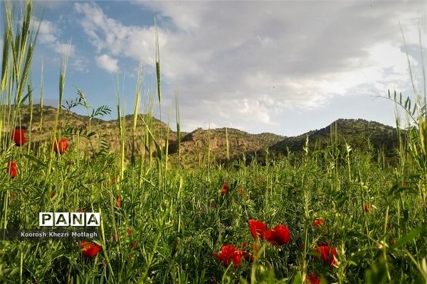 طبیعت زیبای دشت بَرم کازرون