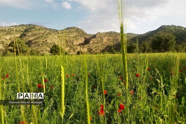 طبیعت زیبای دشت بَرم کازرون