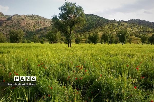 طبیعت زیبای دشت بَرم کازرون