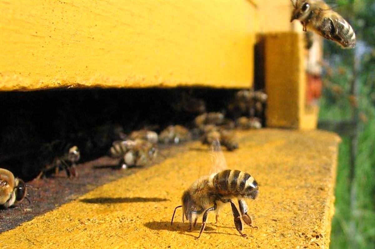 زنبورداران آذربایجان غربی افت دما را جدی بگیرند