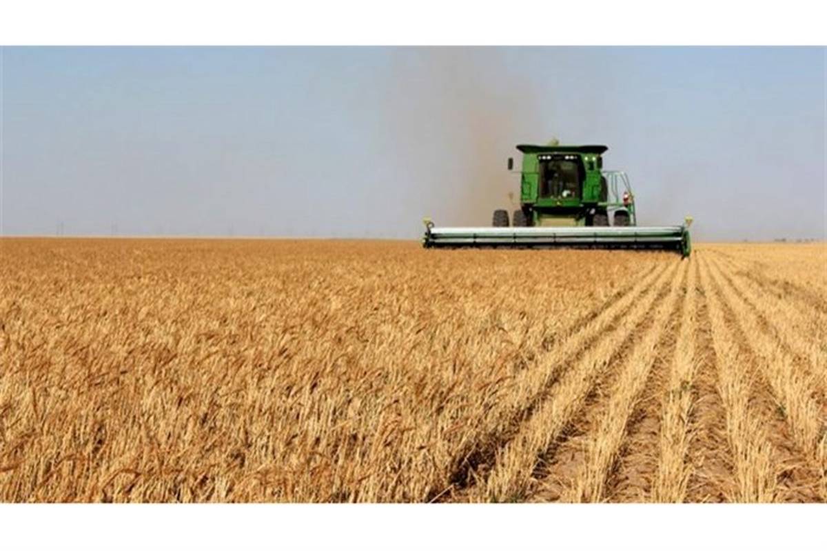 معاون اقتصادی استاندار: امسال 900 هزار تن گندم در آذربایجان شرقی تولید می‌شود