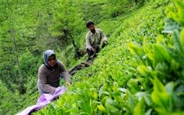 تاخیر در برداشت برگ سبز چای در باغ های شمال
