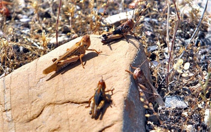 هواپیماهای سم‌پاش فارس مرز هرمزگان را علیه ملخ صحرایی سم‌پاشی می‌کند