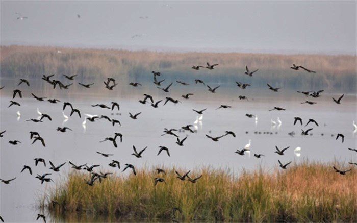 شناسایی 261  گونه پرنده در چهارمحال و بختیاری