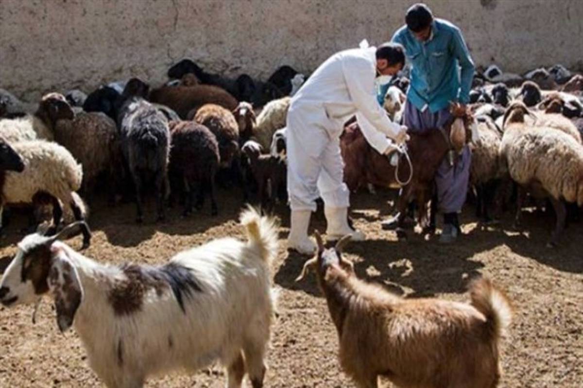 بیش از سه میلیون راس دام سبک در آذربایجان شرقی علیه تب برفکی واکسینه شدند