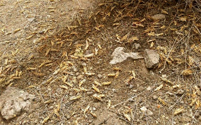 مبارزه با آفت ملخ در ۲ هزار هکتار از اراضی کشاورزی شهرستان قزوین انجام شد