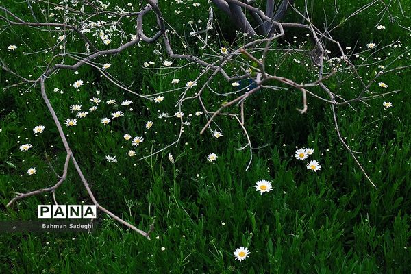 باغ گیاه شناسی ملی ایران