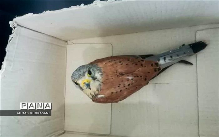 یک بهله پرنده شکاری دلیجه در شهرستان لالی به دامان طبیعت بازگشت