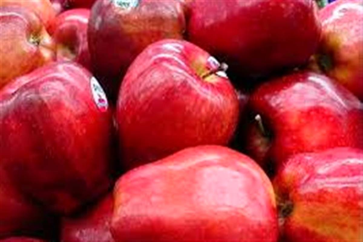 یارانه صادراتی به صادر کنندگان سیب درختی آذربایجان غربی پرداخت می‌شود