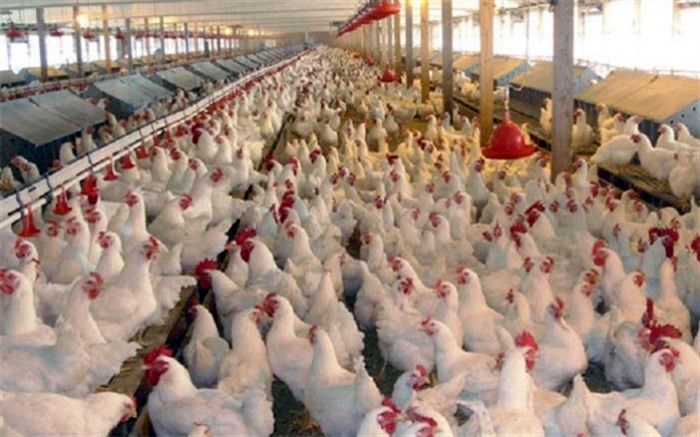 تولید 3.5 هزار تن گوشت مرغ در چهارمحال و بختیاری