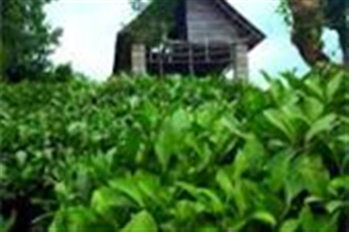 کمک بلاعوض دولت برای توسعه آبیاری تحت فشار در باغ‌های چای