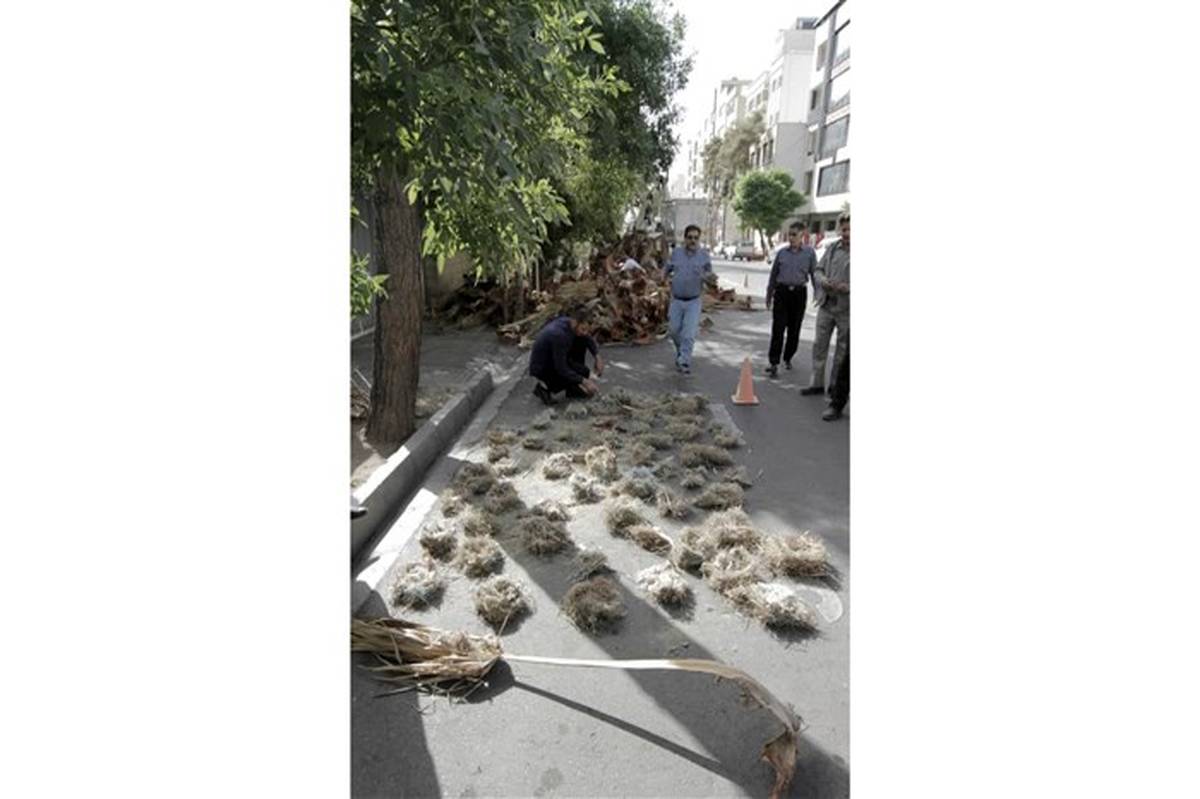 هرس بی موقع درختان توسط شهرداری شیراز و تخریب لانه‌ی بسیاری از پرندگان