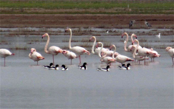 تالاب صالحیه نظر آباد میزبان 300 گونه پرنده نادر از سراسر دنیا است
