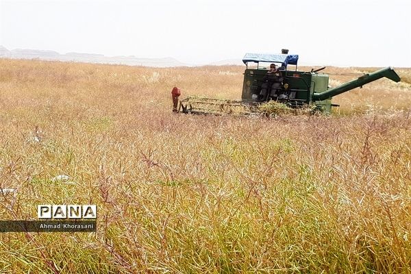 برداشت گندم و کلزا از مزارع شهرستان لالی