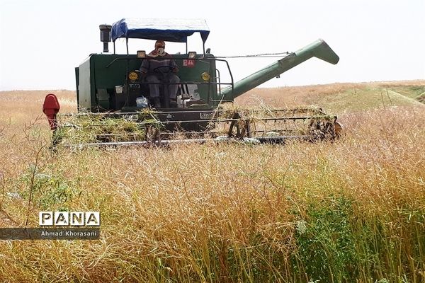 برداشت گندم و کلزا از مزارع شهرستان لالی