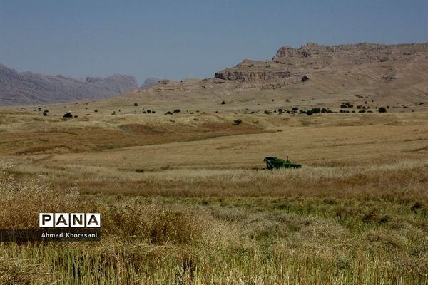 برداشت گندم و کلزا از مزارع شهرستان لالی