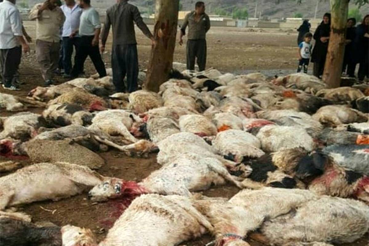 صاعقه 105 راس گوسفند را در ایذه خوزستان تلف کرد