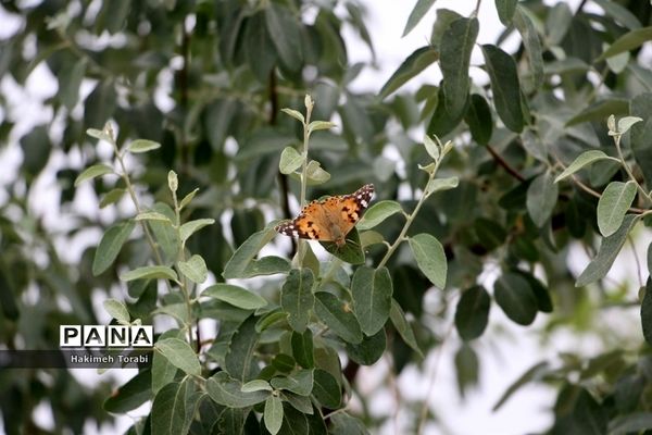 حضور میهمانان ناخوانده زیبا در شهر بیرجند