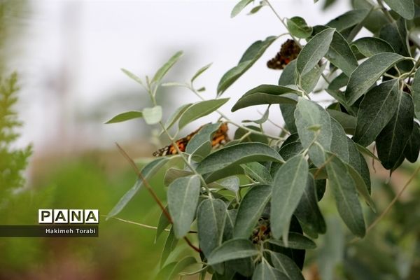 حضور میهمانان ناخوانده زیبا در شهر بیرجند