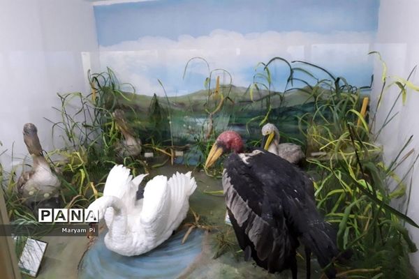 مجموعه‌ای کم‌نظیر از انواع گونه‌های حیوانی، گیاهی در موزه تاریخ طبیعی همدان