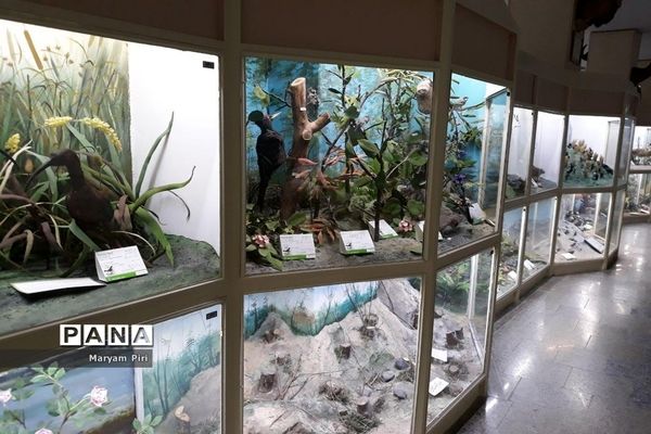 مجموعه‌ای کم‌نظیر از انواع گونه‌های حیوانی، گیاهی در موزه تاریخ طبیعی همدان