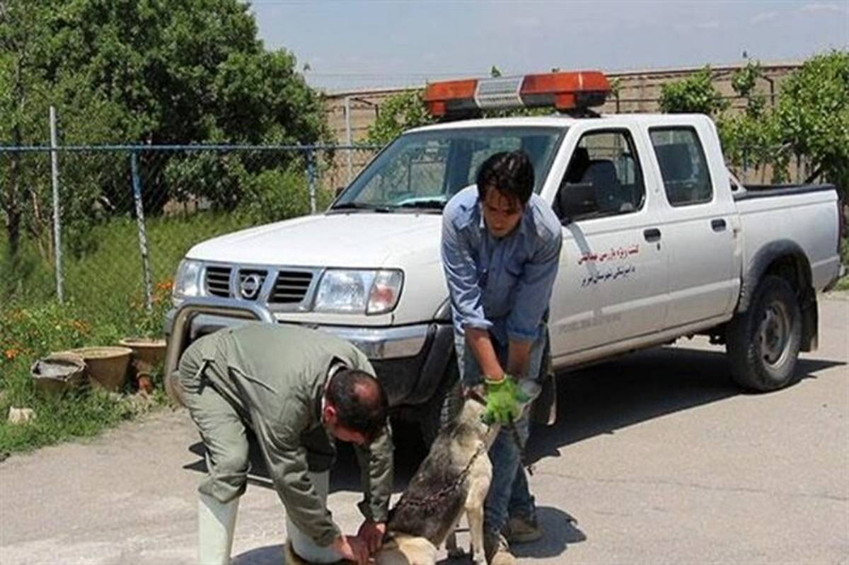 17 هزار و 23 سگ در آذربایجان شرقی واکسینه شدند