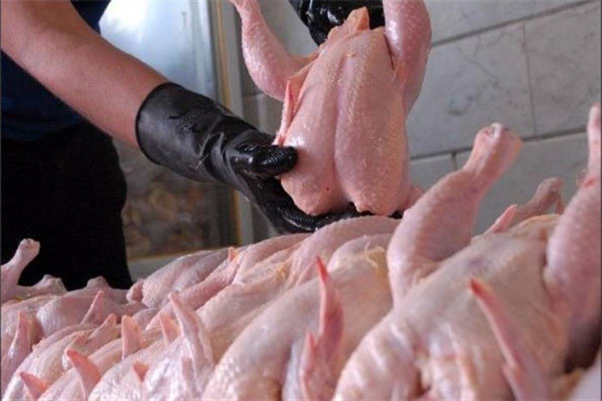 عضو کانون سراسری مرغ‌داران گوشتی :‌ دولت را مرغ ٢ هزار تومان زیر قیمت تمام‌شده می‌خرد
