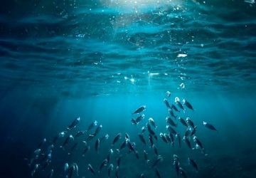 اعماق اقیانوس؛ دنیای اسرارآمیز زیر امواج