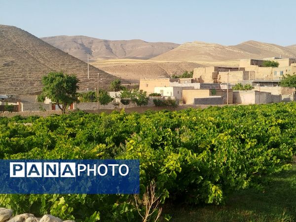 گزکوه، قطب انگور خراسان شمالی 