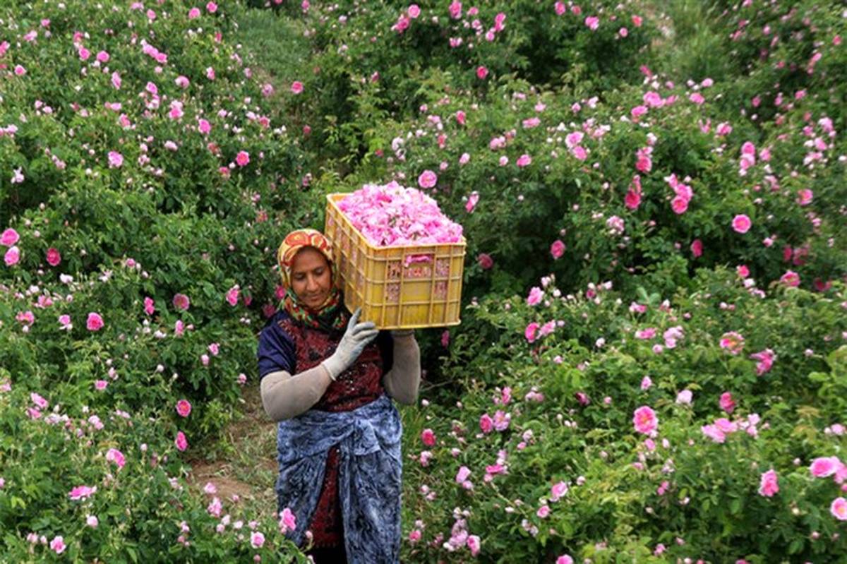 برداشت گل محمدی در آذربایجان غربی آغاز شد