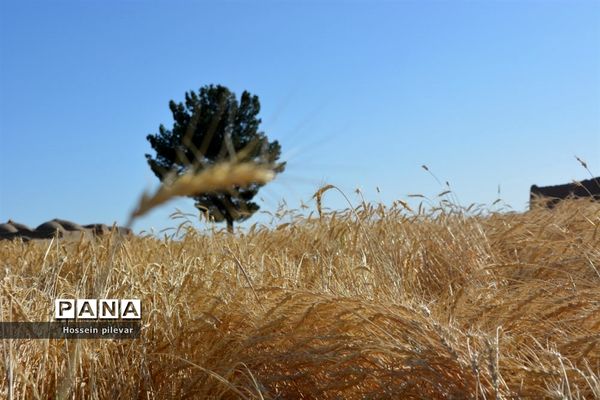 به ثمر رسیدن خوشه‌های طلایی گندم در شهرستان خوسف