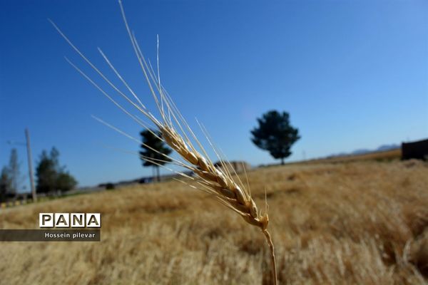 به ثمر رسیدن خوشه‌های طلایی گندم در شهرستان خوسف