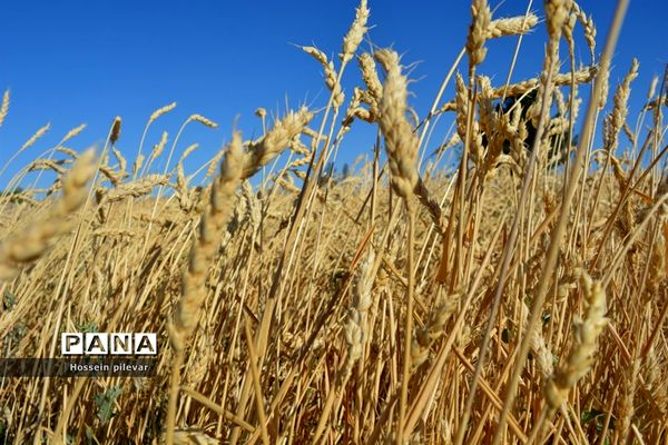 به ثمر رسیدن خوشه‌های طلایی گندم در شهرستان خوسف