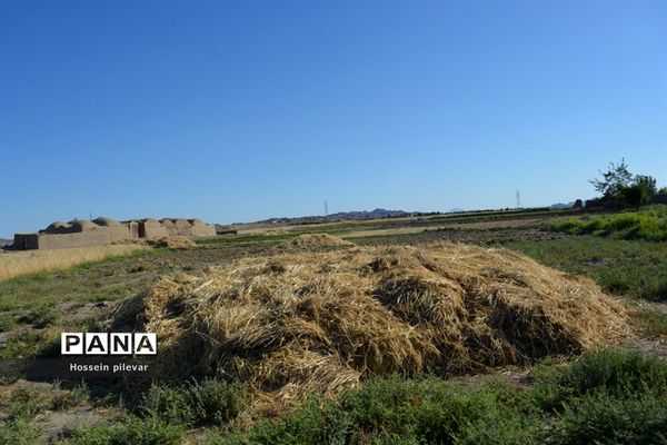 به ثمر رسیدن خوشه‌های طلایی گندم در شهرستان خوسف