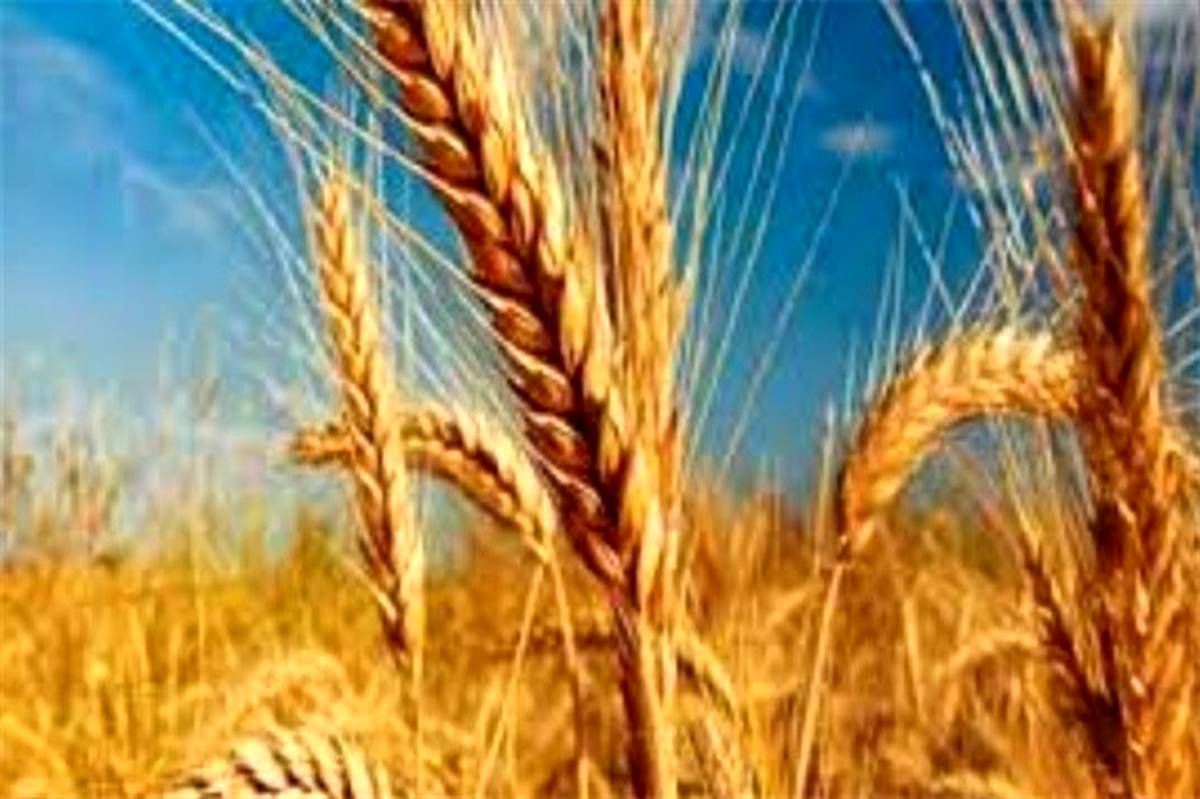 کشاورزان استان یزد امسال ۴۰ هزار تن گندم ‌برداشت می‌کنند