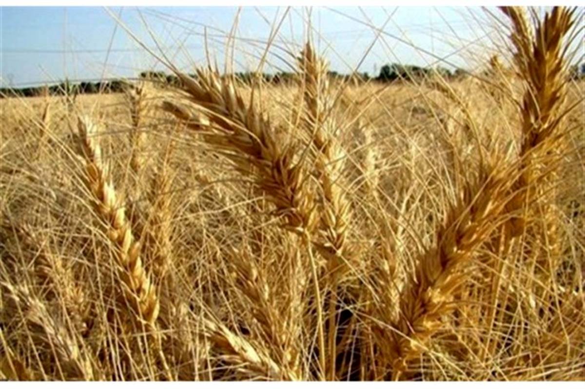 برداشت بیش از ۱۴ میلیون تن گندم از مزارع کشور