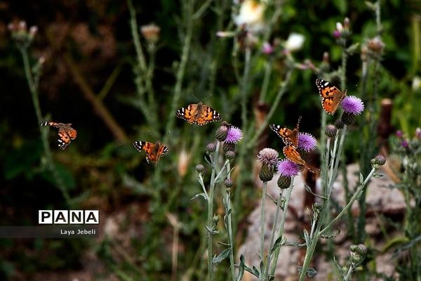 بازگشت پروانه‌ها به تهران