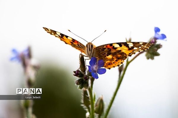 بازگشت پروانه‌ها به تهران
